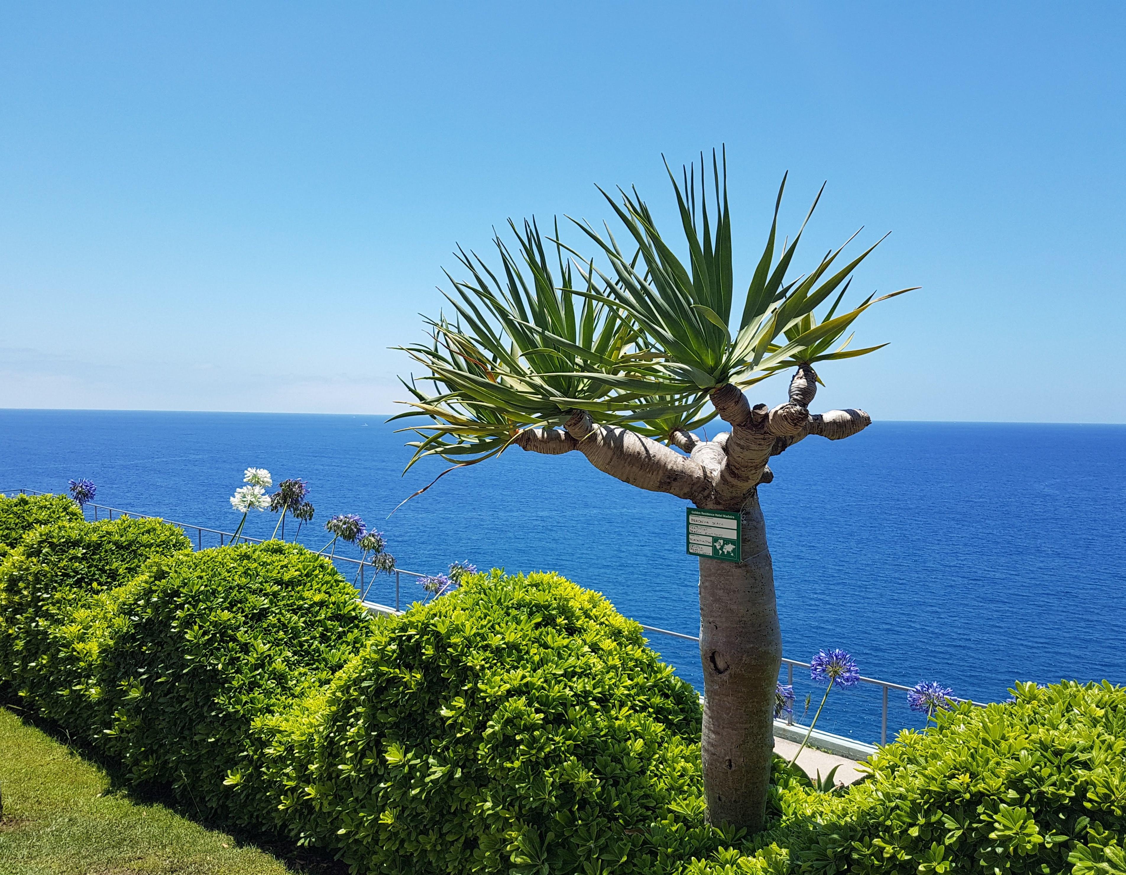 Golden Residence Hotel Funchal  Exterior photo
